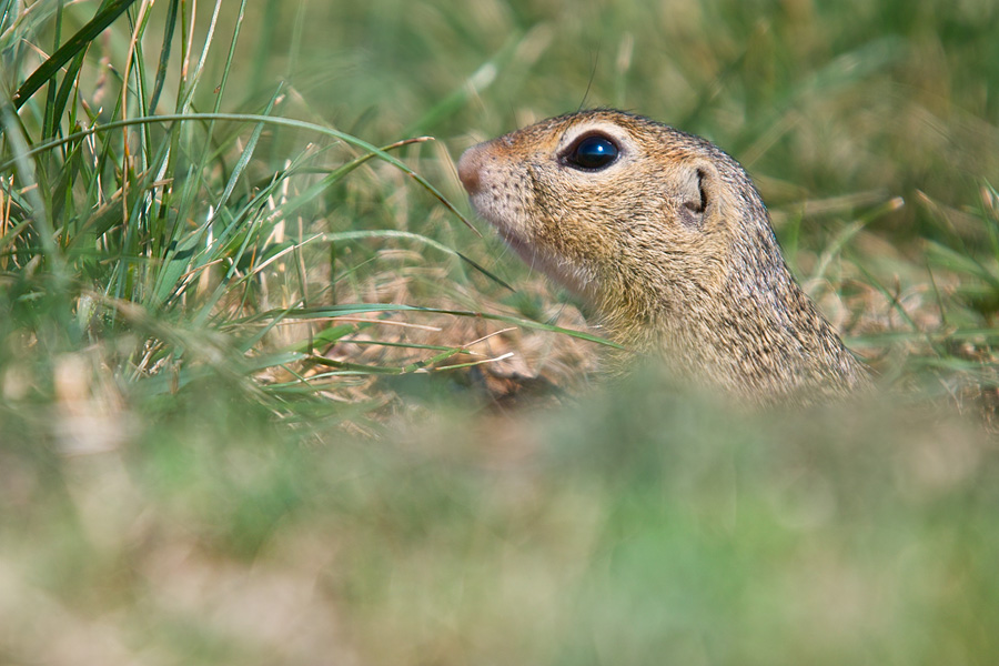 S ugetiere Tiere Ines Mondon Naturfotografie