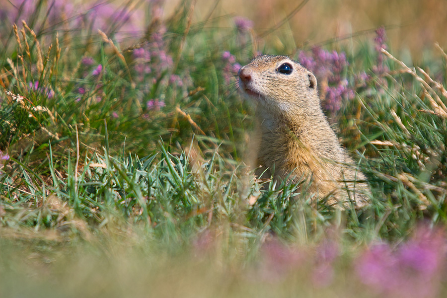 S ugetiere Tiere Ines Mondon Naturfotografie