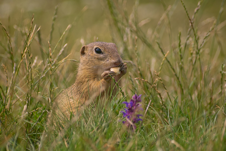 S ugetiere Tiere Ines Mondon Naturfotografie