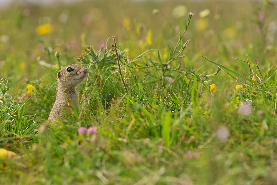 S ugetiere Tiere Ines Mondon Naturfotografie